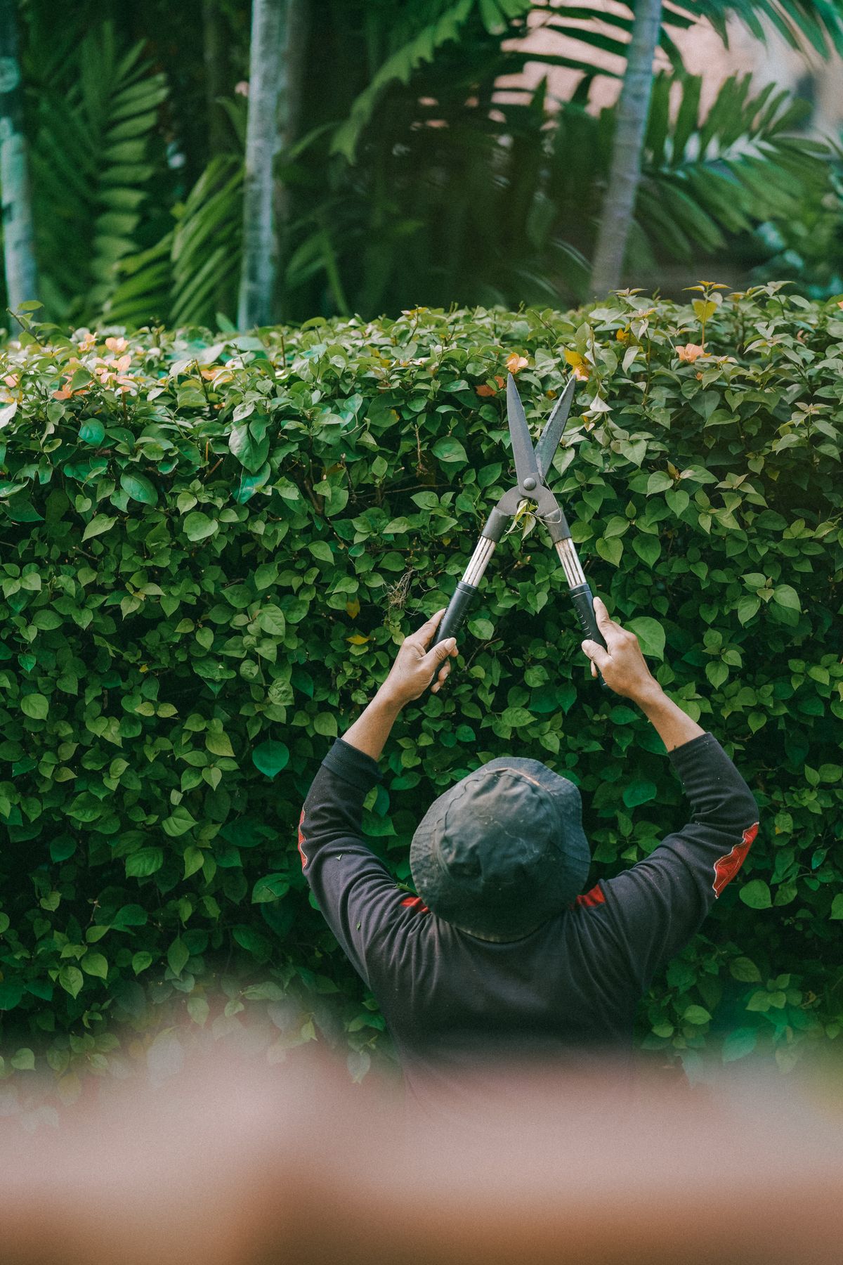 Gardener pruning ornamental trees in the morning
